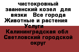 чистокровный зааненский козел  для вязки - Все города Животные и растения » Услуги   . Калининградская обл.,Светловский городской округ 